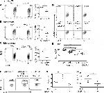 c-MAF Antibody in Flow Cytometry (Flow)