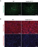 Claudin 12 Antibody in Immunocytochemistry, Immunohistochemistry (ICC/IF, IHC)