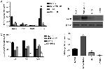 CCR5 Antibody in Western Blot (WB)