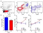 CD3e Antibody in Flow Cytometry (Flow)