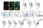 CD16/CD32 Antibody in Flow Cytometry (Flow)