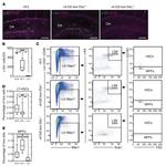 CD48 Antibody in Flow Cytometry (Flow)