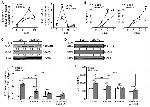 IL-21 Antibody in Neutralization (Neu)