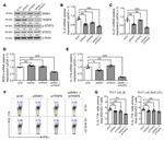 IL-17A Antibody in Flow Cytometry (Flow)