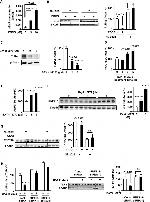 TLR4/MD-2 Complex Antibody in Flow Cytometry (Flow)