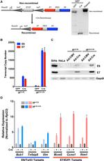 CD8a Antibody in Immunohistochemistry (IHC)