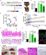 CD8a Antibody in Immunohistochemistry (IHC)