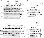 SOX2 Antibody in Western Blot (WB)