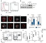 GL7 Antibody in Flow Cytometry (Flow)