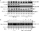 Phospho-STAT5 alpha (Tyr694) Antibody in Western Blot (WB)