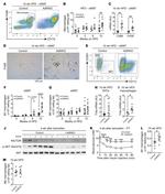 F4/80 Antibody in Flow Cytometry (Flow)