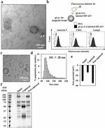 CD107b (LAMP-2) Antibody in Flow Cytometry (Flow)