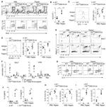 Ly-6G/Ly-6C Antibody in Flow Cytometry (Flow)