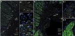 SSEA4 Antibody in Immunohistochemistry (IHC)