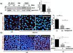 ZO-2 Antibody in Western Blot, Immunoprecipitation (WB, IP)