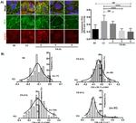 ZO-2 Antibody in Immunocytochemistry (ICC/IF)