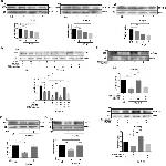 ZO-2 Antibody in Western Blot (WB)