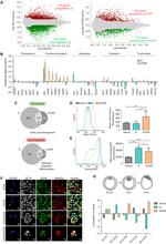 Nanog Antibody in Immunocytochemistry (ICC/IF)