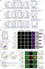 CD274 (PD-L1, B7-H1) Antibody in Flow Cytometry (Flow)