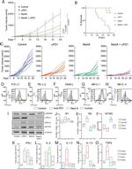 CD252 (OX40 Ligand) Antibody in Flow Cytometry (Flow)