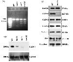 Claudin 4 Antibody in Western Blot (WB)