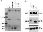 Claudin 4 Antibody in Western Blot (WB)