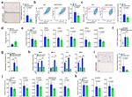 F4/80 Antibody in Flow Cytometry (Flow)