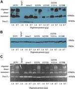 ATP5A1 Antibody in Western Blot (WB)