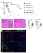 CD3 Antibody in Immunocytochemistry, Immunohistochemistry (ICC/IF, IHC)