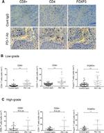 CD4 Antibody in Immunohistochemistry (IHC)