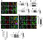 HSP90 beta Antibody in Immunocytochemistry (ICC/IF)