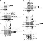 Cullin 2 Antibody in Western Blot (WB)