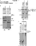 Cullin 2 Antibody in Western Blot (WB)