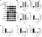 Alpha-Smooth Muscle Actin Antibody in Western Blot (WB)