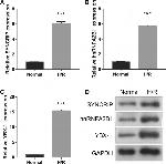 YBX1 Antibody