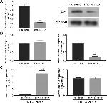 YBX1 Antibody