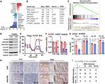 NDUFB8 Antibody in Immunohistochemistry (IHC)