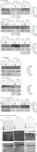 Actin Antibody in Western Blot (WB)