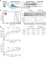 Actin Antibody in Western Blot (WB)