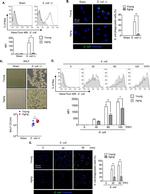 F4/80 Antibody in Flow Cytometry (Flow)