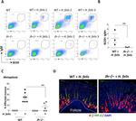 IgM Antibody in Flow Cytometry (Flow)