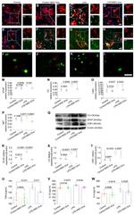 Complement C3 Antibody in Immunocytochemistry (ICC/IF)