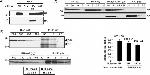 Influenza A H1N1 HA Antibody in Western Blot (WB)