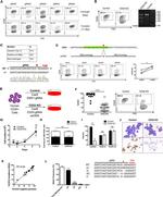 CD33 Antibody in Immunocytochemistry, Flow Cytometry (ICC/IF, Flow)