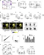 CD33 Antibody in Immunocytochemistry, Flow Cytometry (ICC/IF, Flow)