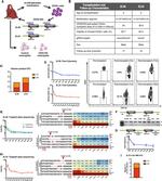 CD33 Antibody in Flow Cytometry (Flow)