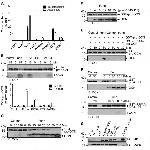 Furin Antibody in Western Blot (WB)