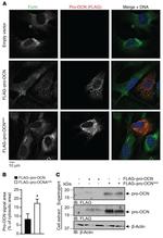 Furin Antibody in Immunocytochemistry (ICC/IF)