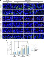Claudin 11 Antibody in Immunohistochemistry (IHC)