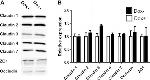 Claudin 7 Antibody in Western Blot (WB)